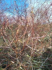 Salix daphnoides