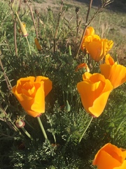 Eschscholzia californica