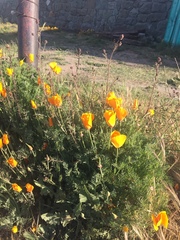 Eschscholzia californica