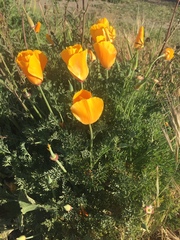 Eschscholzia californica