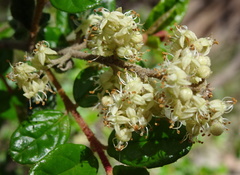 Pomaderris racemosa