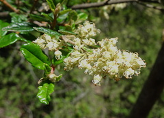 Pomaderris racemosa