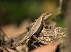 Sceloporus squamosus