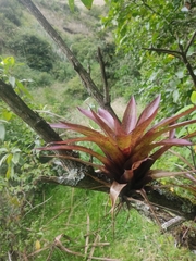Tillandsia complanata