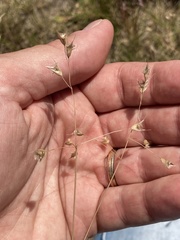 Chascolytrum brizoides