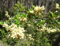 Pomaderris racemosa