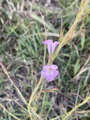 Agalinis communis