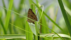 Junonia almana javana