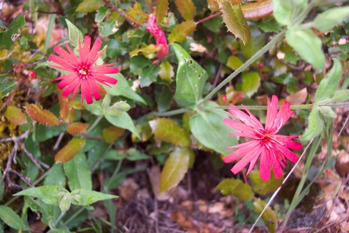 iNaturalist observation photo of North Californian Indian pink