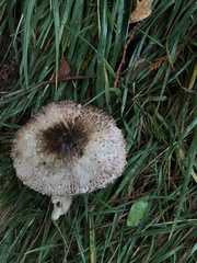 Agaricus buckmacadooi