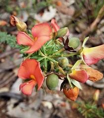 Gompholobium uncinatum