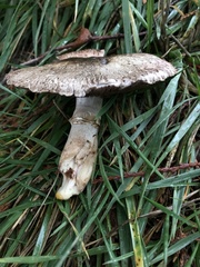 Agaricus buckmacadooi