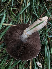 Agaricus buckmacadooi