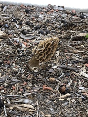 Morchella