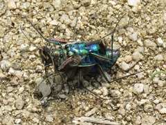 Cicindela gemmata