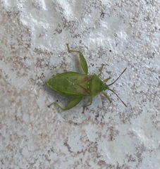 Lycambes