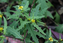 Sigesbeckia australiensis