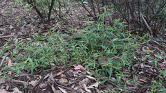 Sigesbeckia australiensis