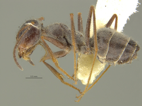 Myrmecocystus hammettensis