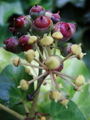 Hedera
