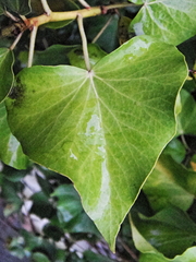 Hedera