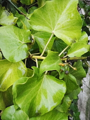Hedera