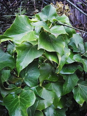 Hedera