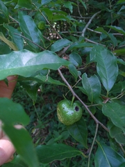 Annona rugulosa