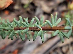 Gompholobium uncinatum