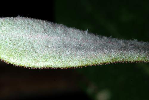 Rhododendron maximum
