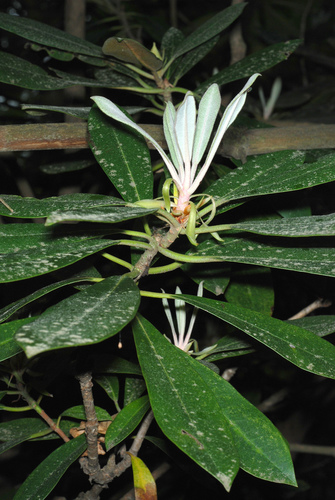 Rhododendron maximum