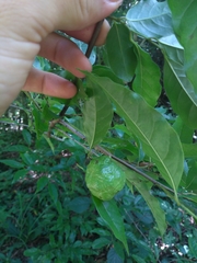 Annona rugulosa