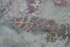 Pteragogus cryptus