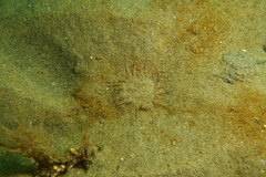 Harenactis attenuata