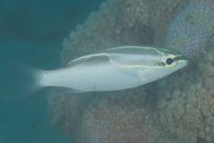 Scolopsis trilineata