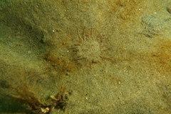 Harenactis attenuata