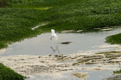 Ardea alba