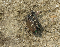 Cicindela gemmata