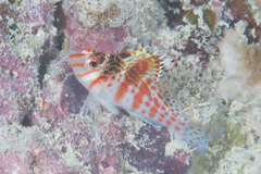 Cirrhitichthys falco