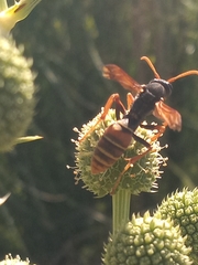 Polistes billardieri