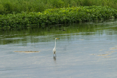 Ardea alba