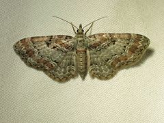 Eupithecia mutata