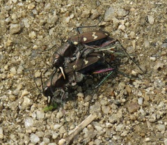 Cicindela gemmata