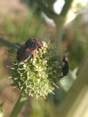 Astylus cyanerythrus