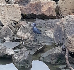 Egretta caerulea