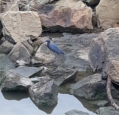 Egretta caerulea