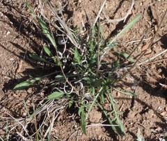 Cephalaria leucantha