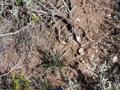 Cephalaria leucantha