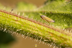 Graphocephala aurora