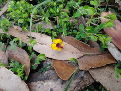 Bossiaea decumbens